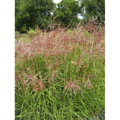 MISCANTHUS sinensis Ferner osten