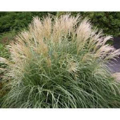 MISCANTHUS sinensis Adagio