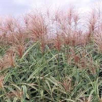 MISCANTHUS sinensis Cosmopolitan