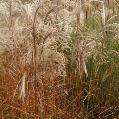 MISCANTHUS sinensis Flamingo