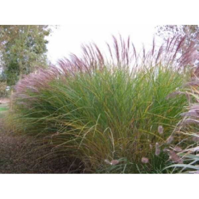 MISCANTHUS sinensis Gracillimus