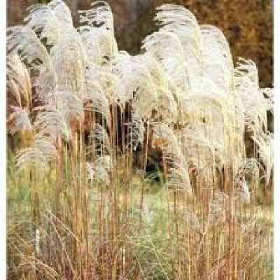 MISCANTHUS sinensis Graziela