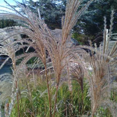 MISCANTHUS sinensis Malepartus