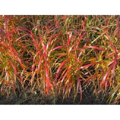 MISCANTHUS sinensis Navajo®