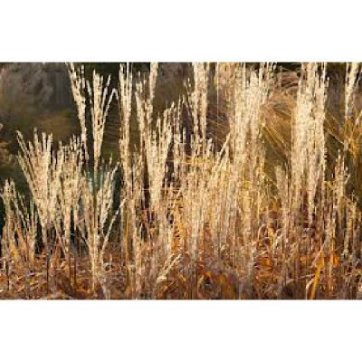 MISCANTHUS sinensis Purpurascens