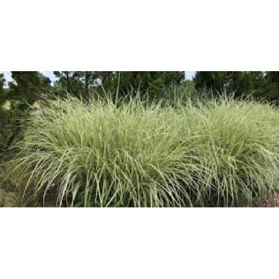 MISCANTHUS sinensis Variegata