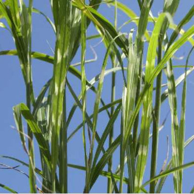 MISCANTHUS sinensis Zebrinus
