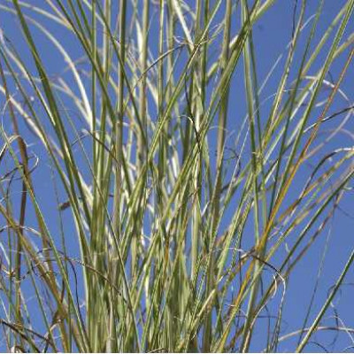 MISCANTHUS sinensis Morning light