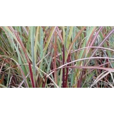 MISCANTHUS sinensis Purple falls
