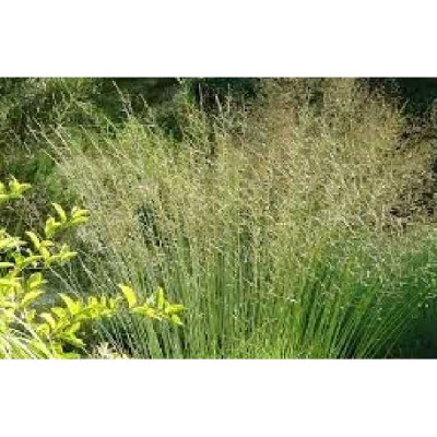 MOLINIA arundinacea (altissima) Karl forester