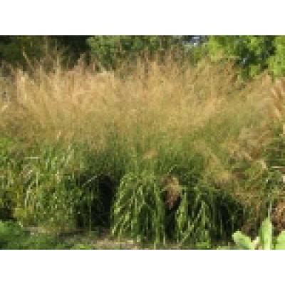 MOLINIA arundinacea (altissima) Bergfreund
