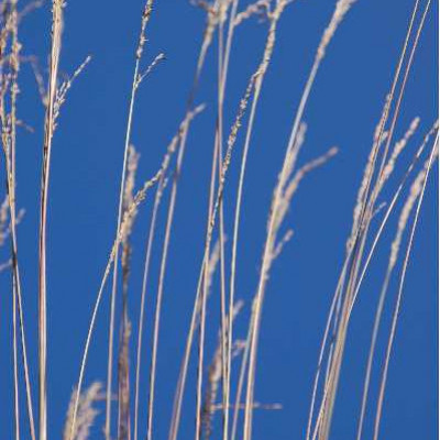 MOLINIA caerulea Heidebraut