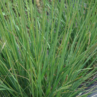 MOLINIA caerulea Overdam