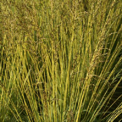 MOLINIA caerulea Variegata