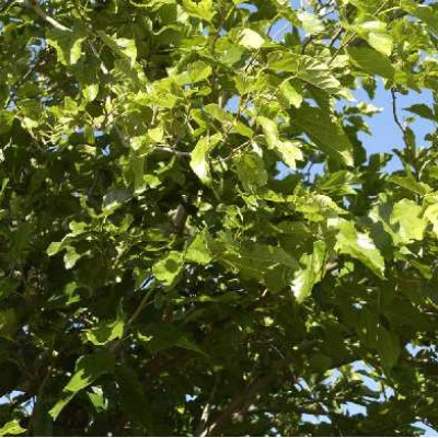 MORUS platanifolia Fruitless
