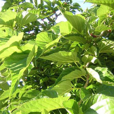 MORUS platanifolia Kagayamae