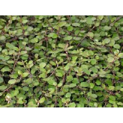 MUEHLENBECKIA  Complexa sealand