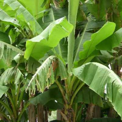 MUSA basjoo