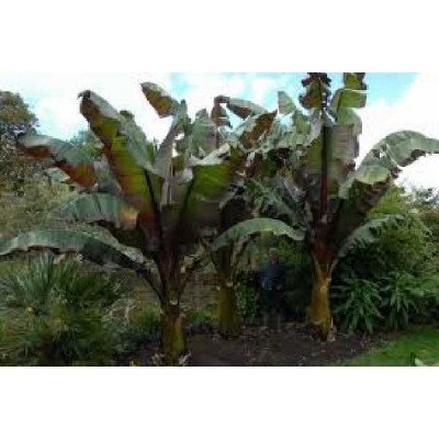 MUSA ensete Ventricosum  maurelli