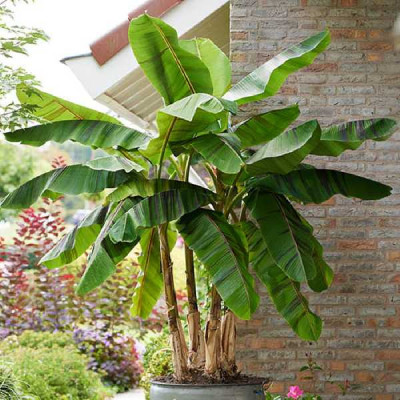 MUSA sikkimensis Ever red®