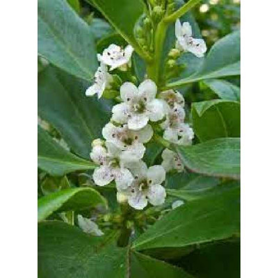 MYOPORUM laetum