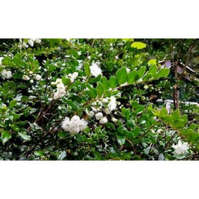 MYRTUS apiculata Luna