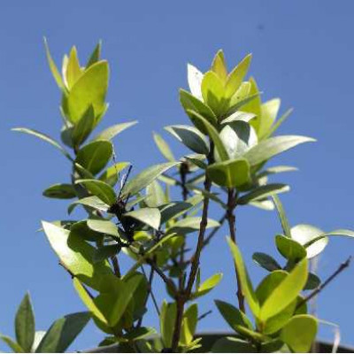 MYRTUS communis
