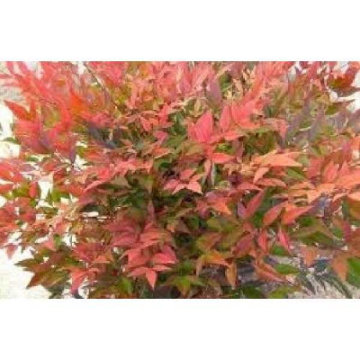 NANDINA domestica Gulf stream