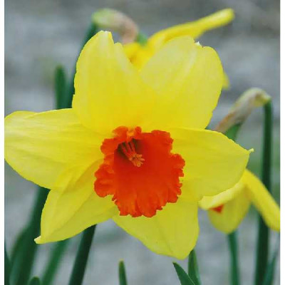 NARCISSE  GRANDE COUPE JUANITA 12/14 X 9  C TURC