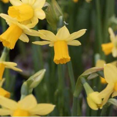 NARCISSE  Tete a tete