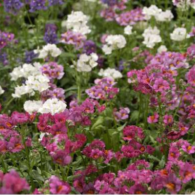 NEMESIA