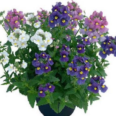 NEMESIA  Triomio