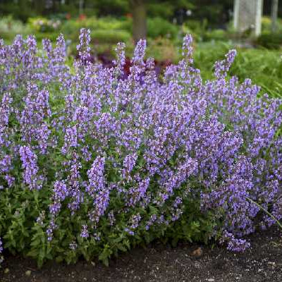 NEPETA  Cat's meow