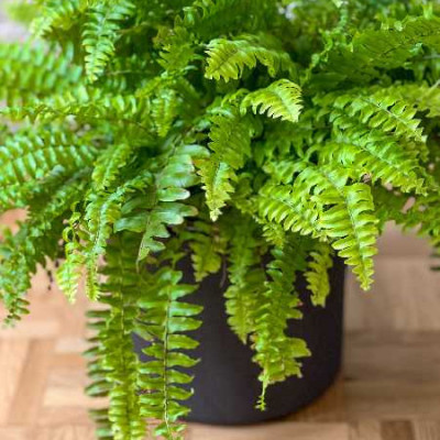 NEPHROLEPIS exaltata Green lady