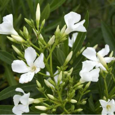 NERIUM oleander Blanc