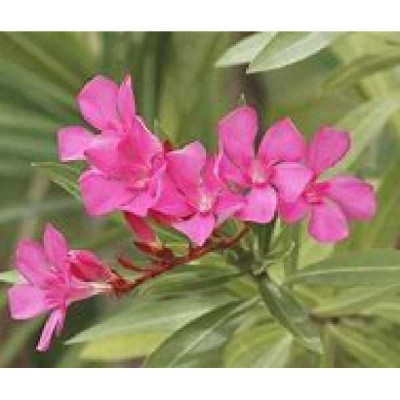 NERIUM oleander Cyclamen
