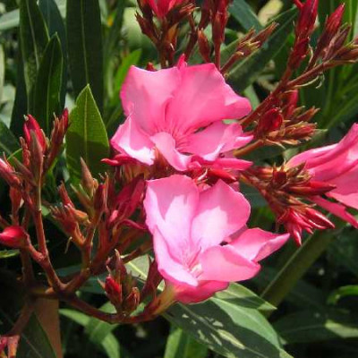 NERIUM oleander Rose