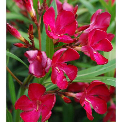 NERIUM oleander Rouge