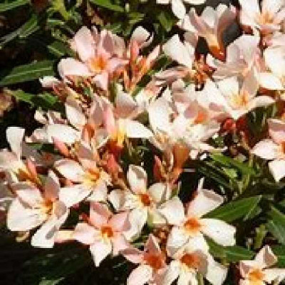 NERIUM oleander Saumon