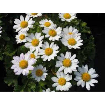 NIPPONANTHEMUM  Nipponicum