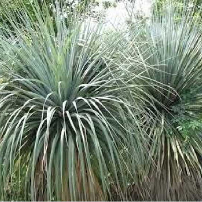 NOLINA nelsonii