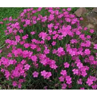 OEILLET kahori Pink