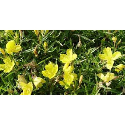 OENOTHERA  African sun ®