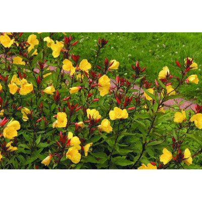 OENOTHERA fruticosa Glauca