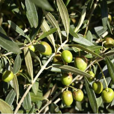 OLEA europaea
