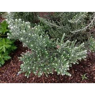 OLEARIA lepidophylla
