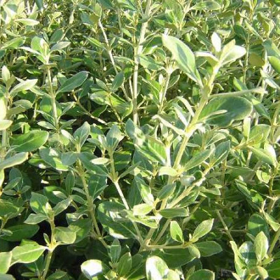 OLEARIA traversii