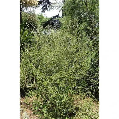 OLEARIA virgata