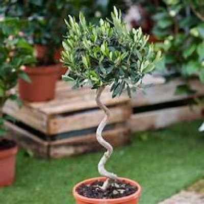 OLEA europaea  spirale