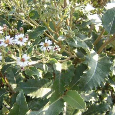 OLEARIA macrodenta Major